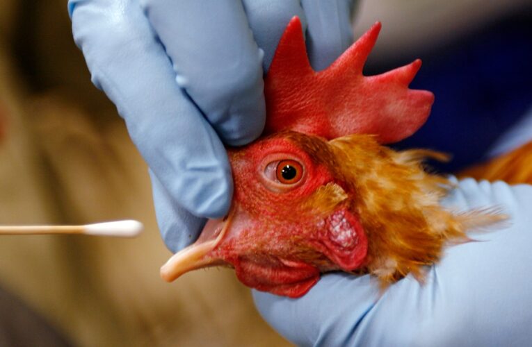 Second reported case of bird flu in a person in the US confirmed
