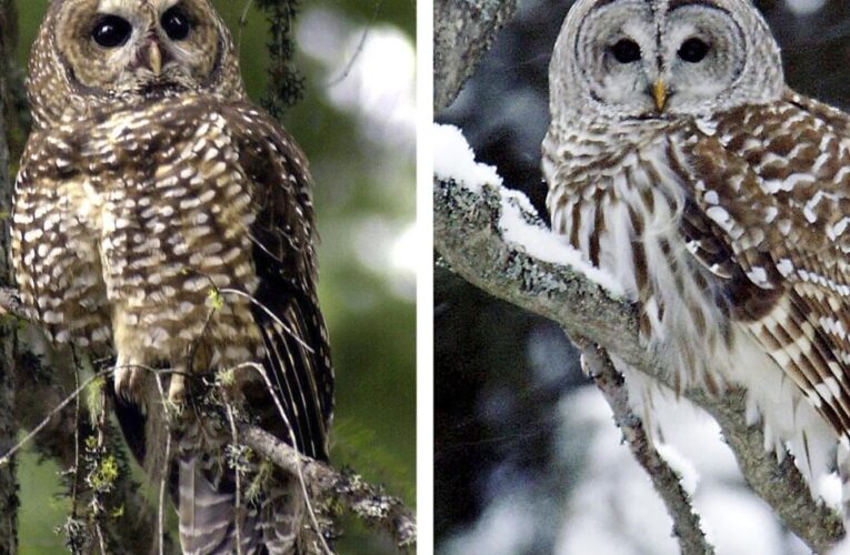 Editorial: Kill barred owls so spotted owls can live? Wildlife service should put plan on hold