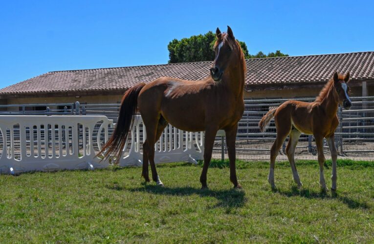 Baby horses arrive at Cal Poly Pomona’s Arabian Horse Center