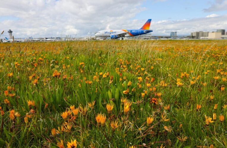 Dying to see a superbloom this spring? Look no further than Los Angeles International Airport