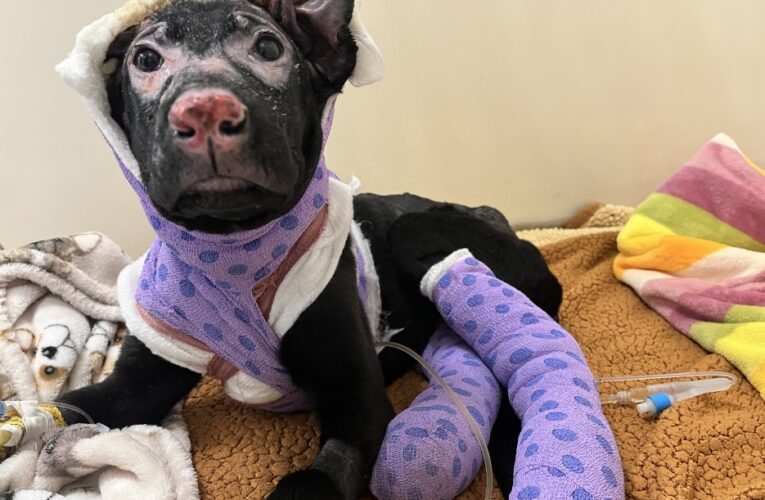 City of San Bernardino Seeking the Public’s Help to Identify Individuals Responsible for a Severely Burned Puppy