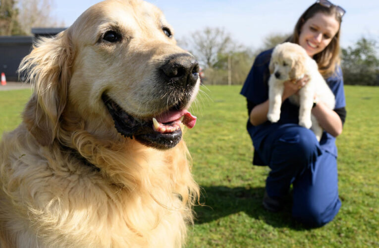 Guide dog nicknamed Dogfather retires after fathering over 300 puppies