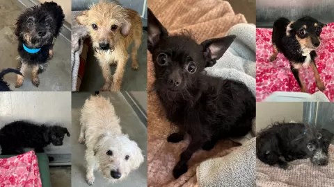 Over 100 dogs rescued from Riverside hoarder house up for adoption