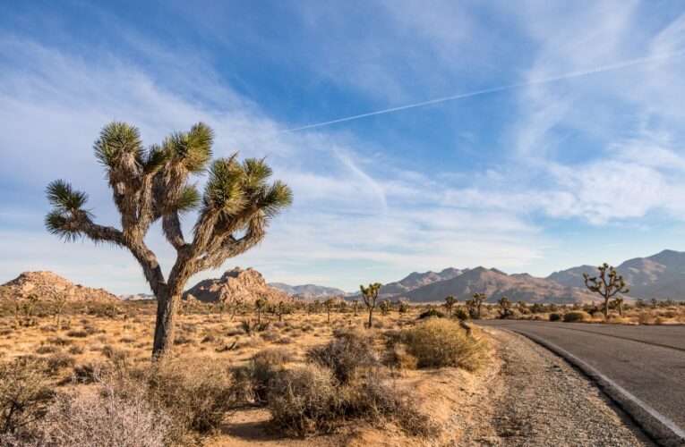 Officials looking to expand Joshua Tree National Park, create new California national monument