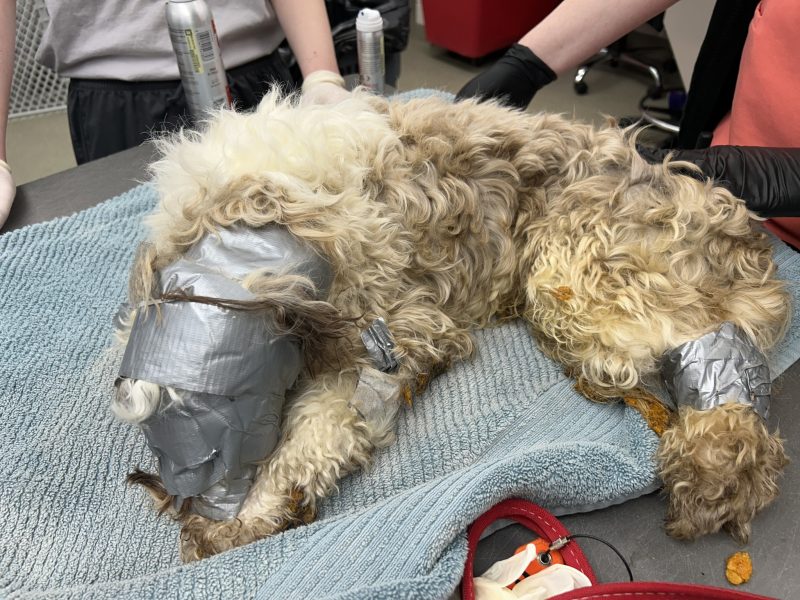 dog-wrapped-in-duct-tape-rescued-from-dumpster