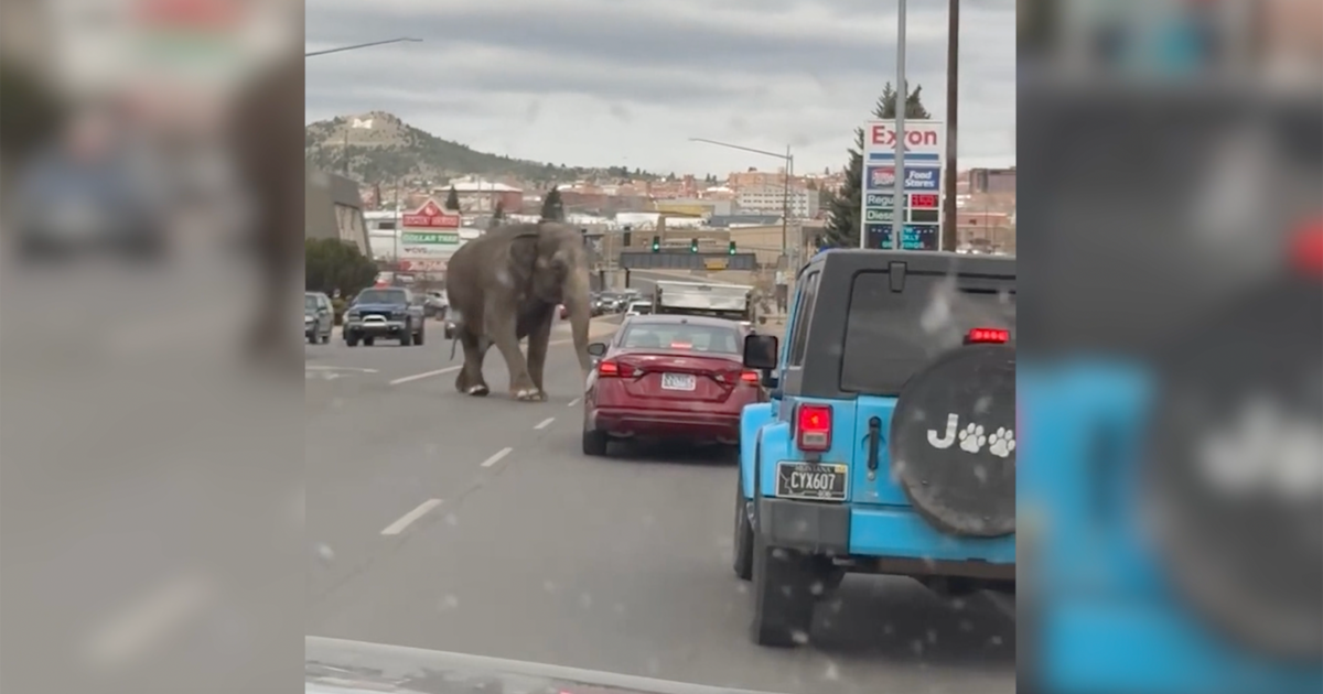 escaped-circus-elephant,-viola,-stops-traffic-in-montana-city