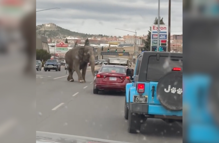 Elephant named Viola escapes circus, takes walk through Montana town