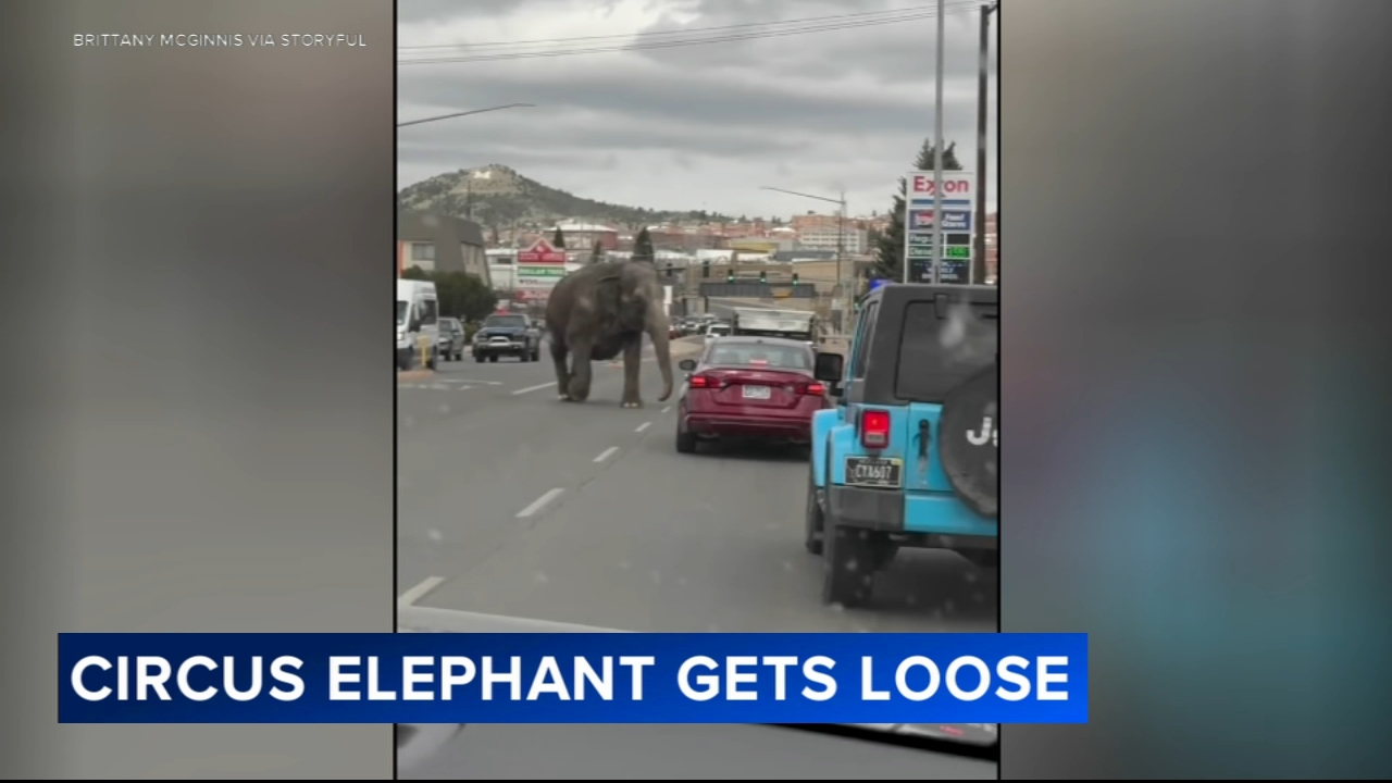 video-shows-elephant-walking-through-traffic-after-escaping-circus-in-montana