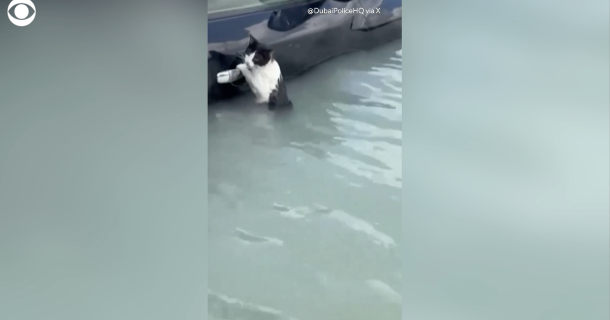 cat-rescued-from-dubai-floodwaters-amid-historic-weather-event