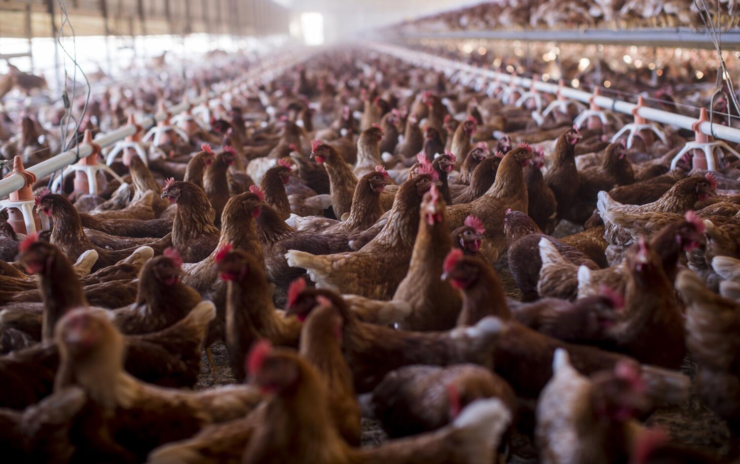 avian-flu-outbreak-raises-a-disturbing-question:-is-our-food-system-built-on-poop?