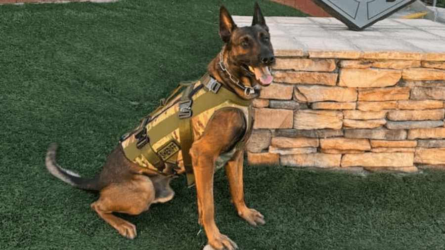 los-angeles-k-9-deputy-survives-being-shot-during-search-for-suspect-in-compton