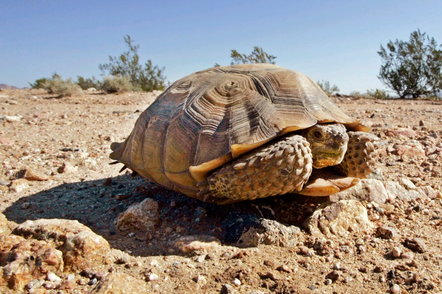 california-designates-mojave-desert-tortoise-as-endangered