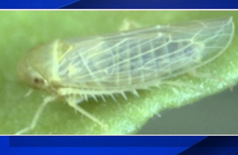 Emergency proclamation aims to fight insects ruining tomatoes in Fresno County