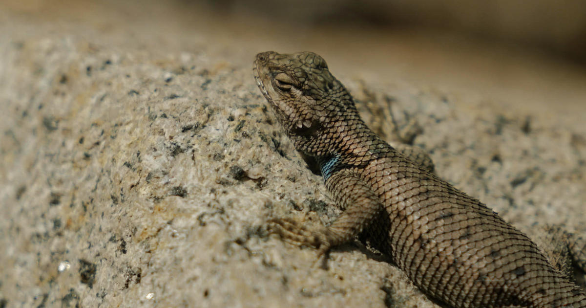 too-hot-for-a-lizard?-climate-change-quickens-extinction