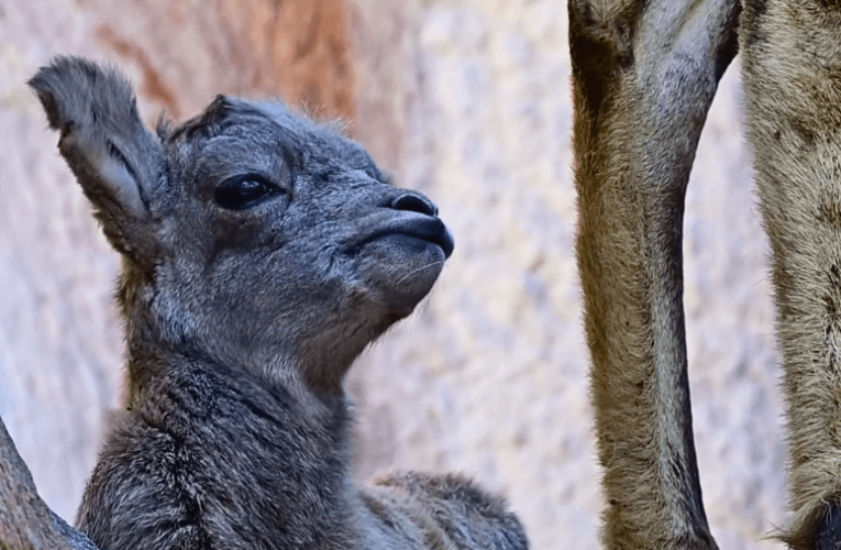 Los Angeles Zoo shares video of bighorn baby sheep lambs