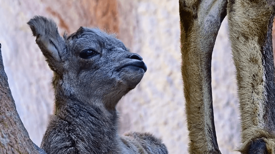 los-angeles-zoo-shares-video-of-bighorn-baby-sheep-lambs