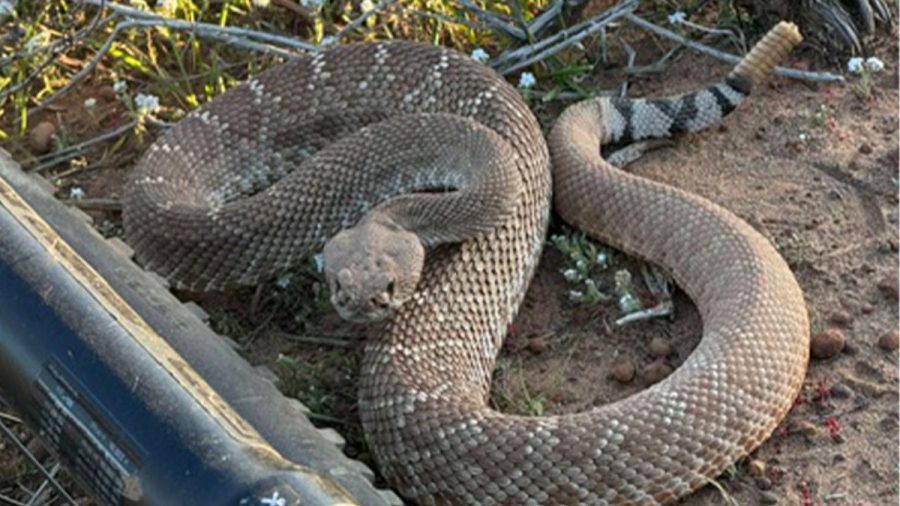 southern-california-mountain-biker’s-close-call-with-rattlesnake-caught-on-video