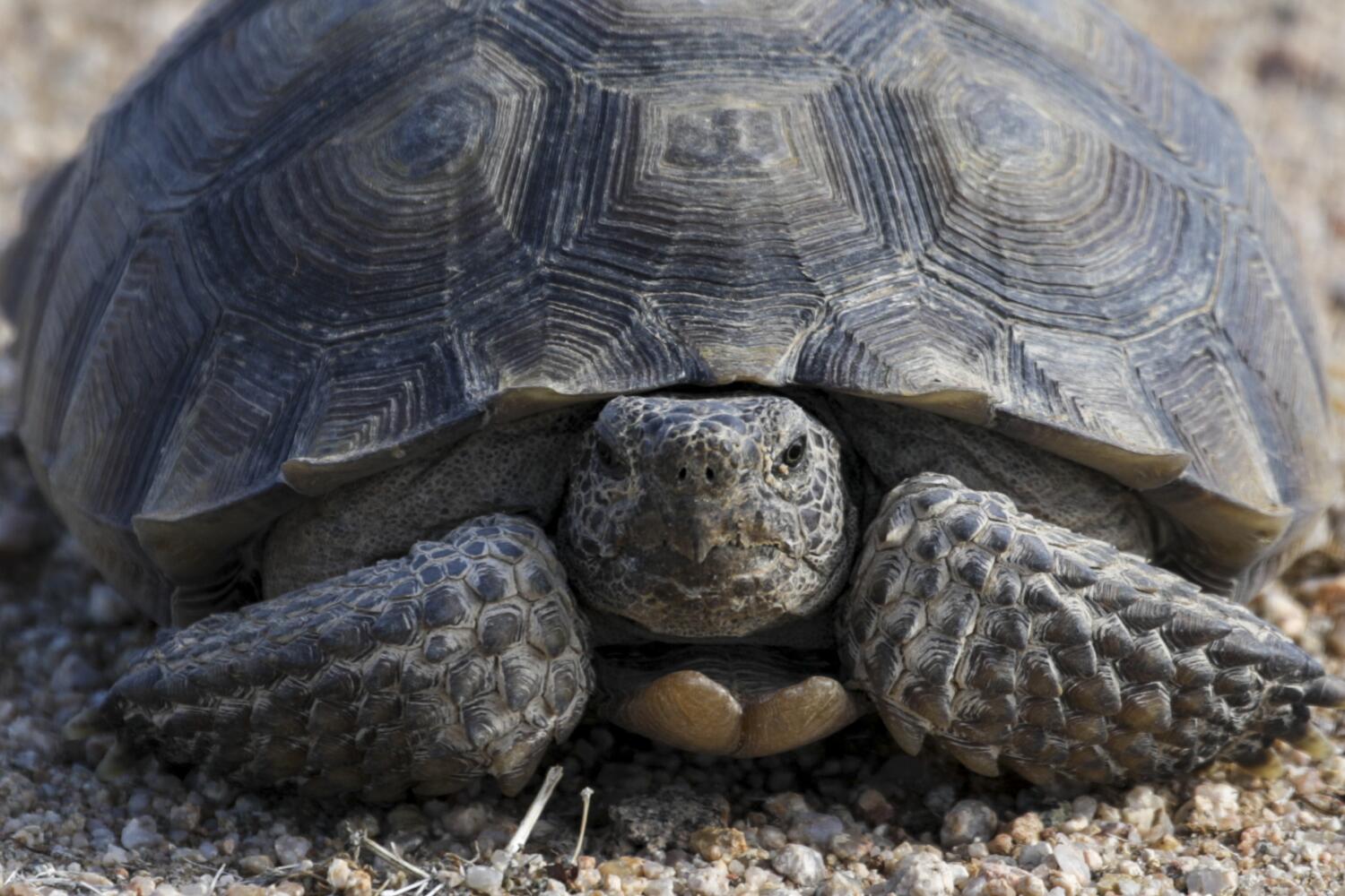 mojave-desert-tortoise-officially-joins-california’s-endangered-list