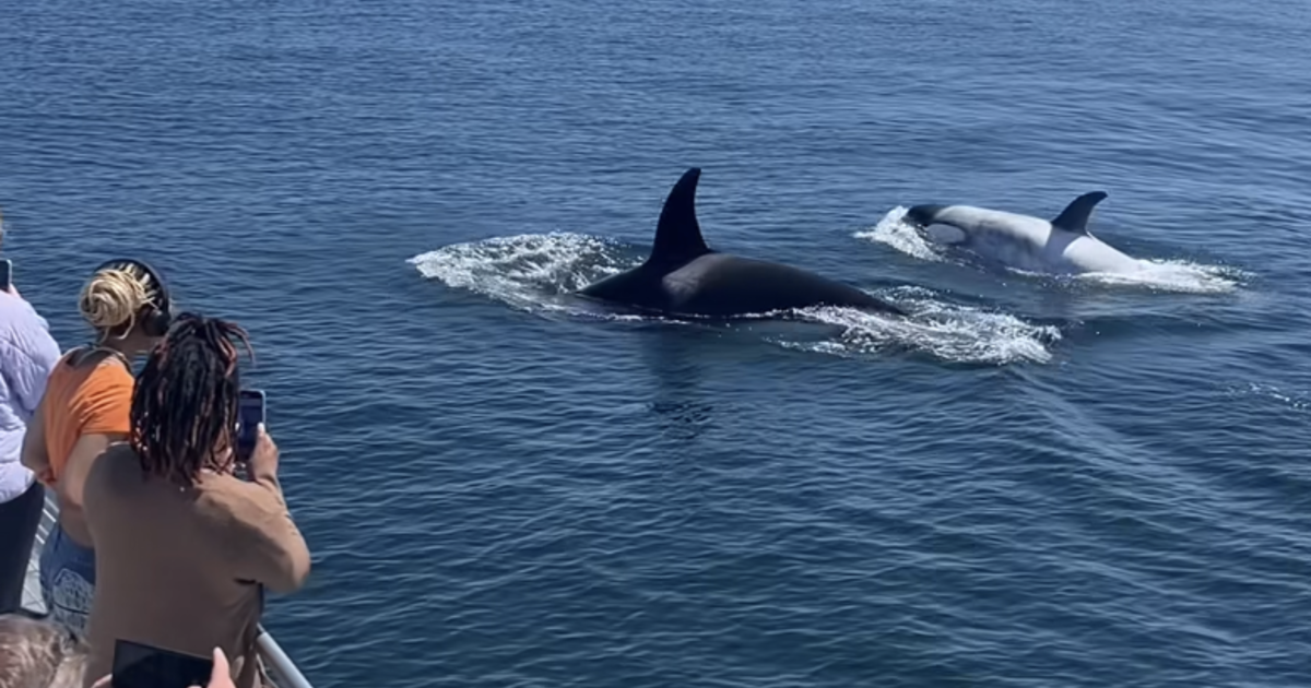 rare-white-killer-whale-nicknamed-“frosty”-spotted-off-california-coast