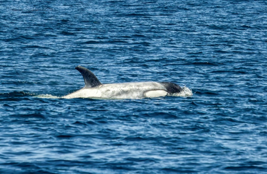 incredibly-rare-white-killer-whale-spotted-off-southern-california-coast 