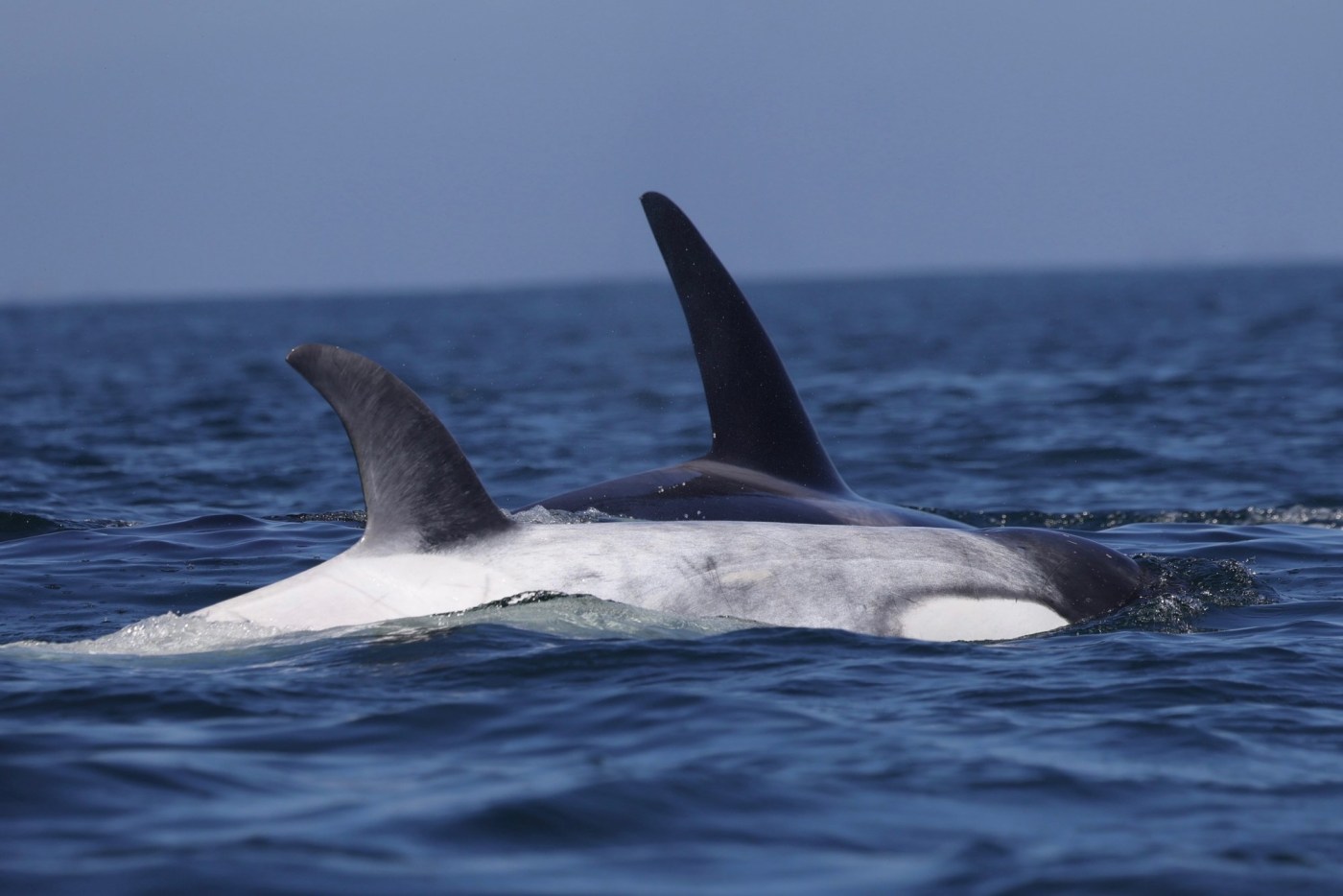 white-orca-frosty,-now-4,-spotted-off-california-with-transient-pod-ca216