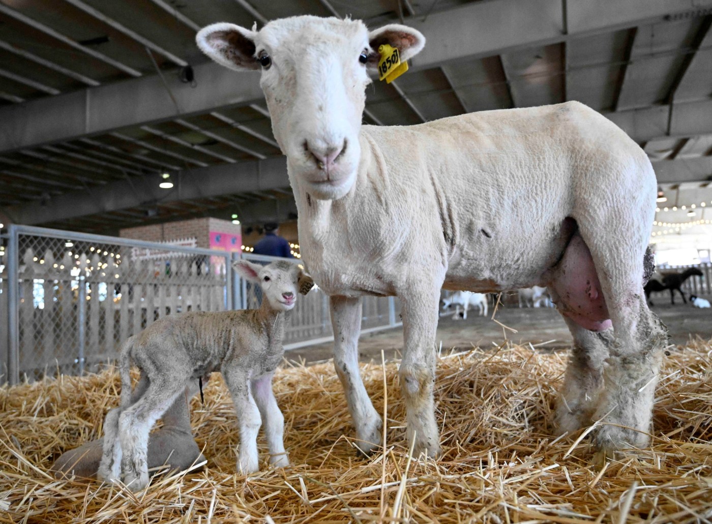 la-county-fair-2024:-livestock-competition-back-in-operation