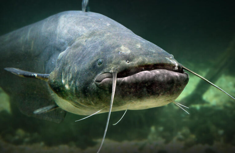 Meet Scar: “Monster” catfish may have broken a U.K. record