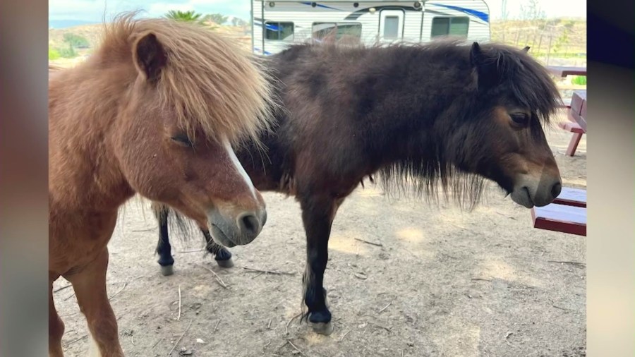 couple-devastated-after-ponies-found-shot-to-death-at-southern-california-ranch