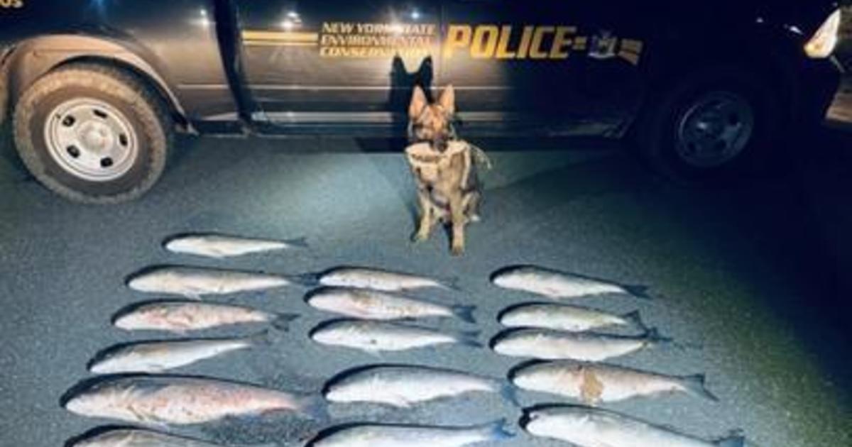 after-striped-bass-poachers-busted,-new-york-alters-fishing-rules