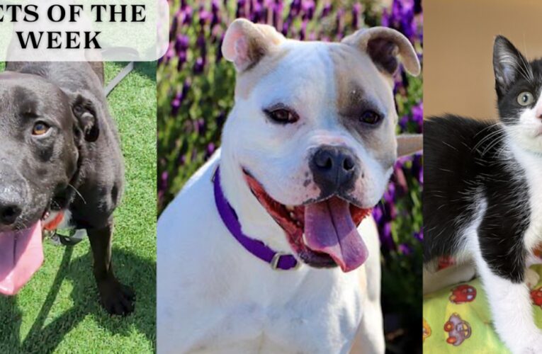 Meet our Pets of the Week, triple the fun with triple the pets
