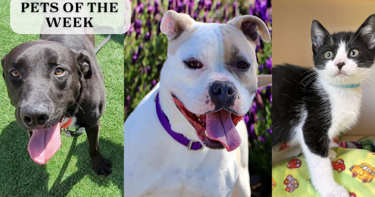 meet-our-pets-of-the-week,-triple-the-fun-with-triple-the-pets