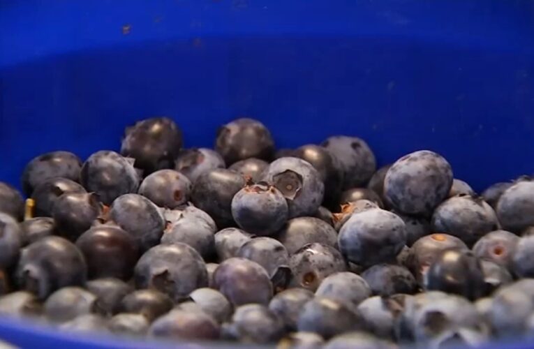 Fresh Friday: The benefits of Blueberries