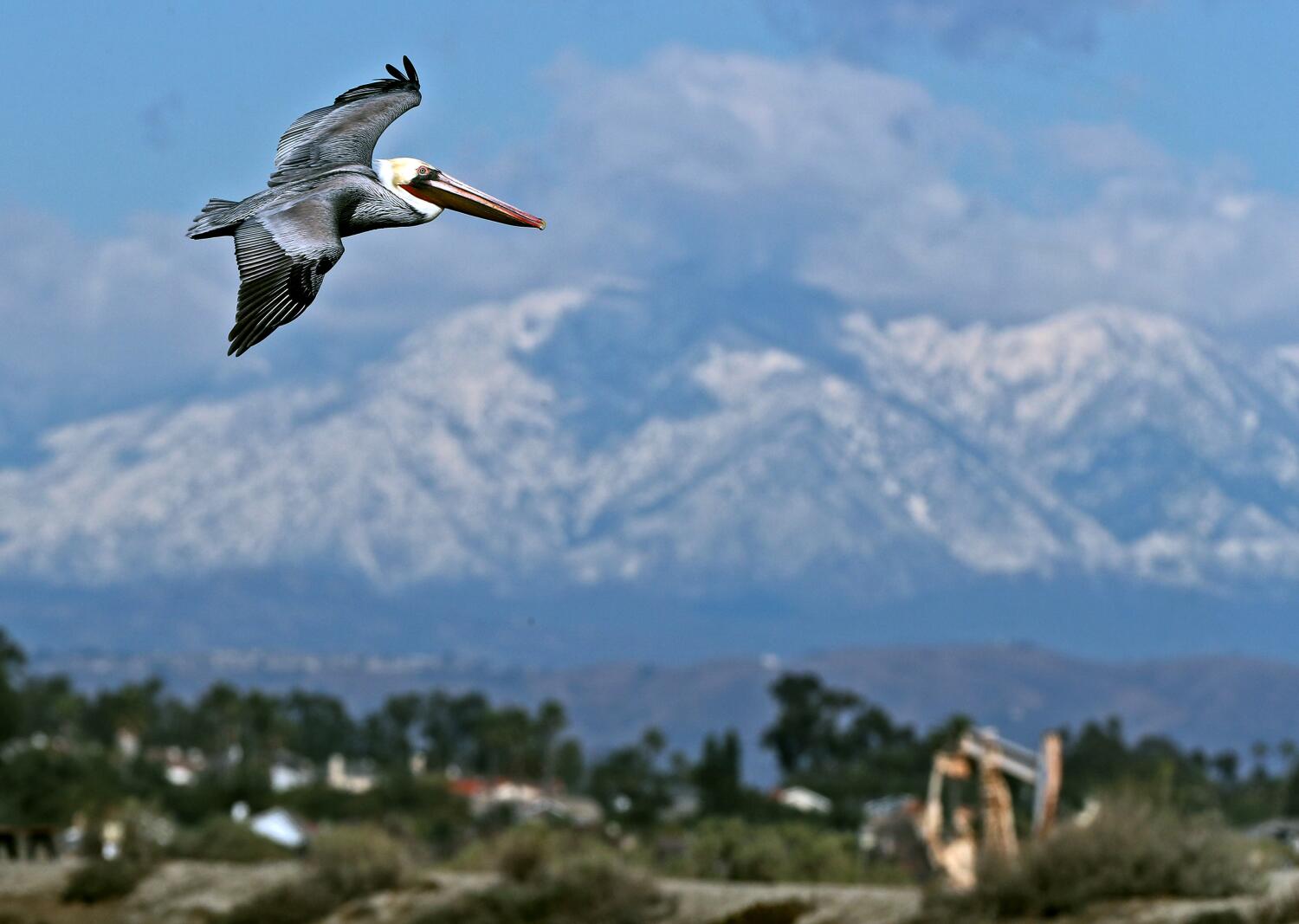 scores-of-starving-brown-pelicans-found-on-southern-california-beaches