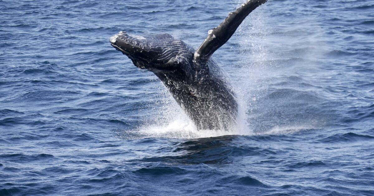 how-humanity’s-ear-splitting-racket-deafens-whales-and-other-marine-animals