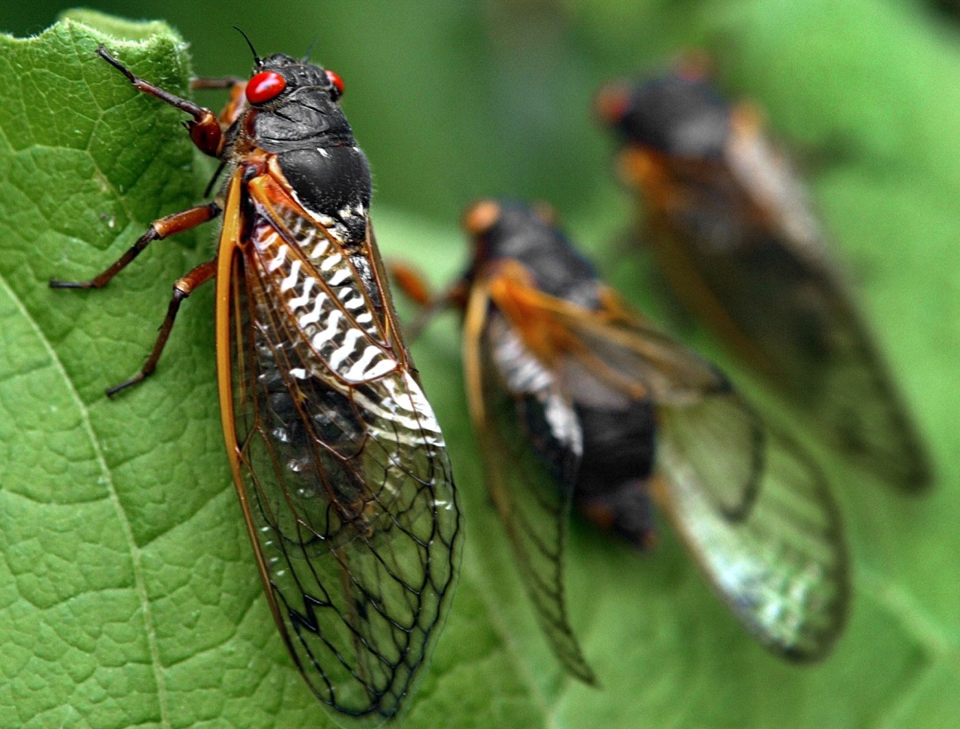 billions-of-cicadas-are-invading-the-us.-should-californians-be-worried?