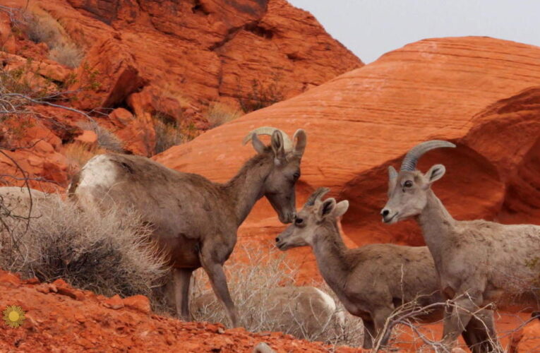 Nature: Big horn sheep in Nevada