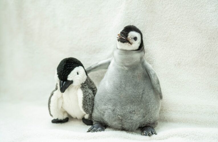 SeaWorld San Diego’s Pearl comes in 3rd place in global most popular penguin contest