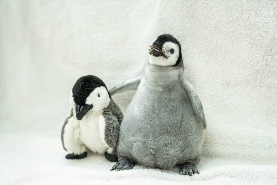 seaworld-san-diego’s-pearl-comes-in-3rd-place-in-global-most-popular-penguin-contest