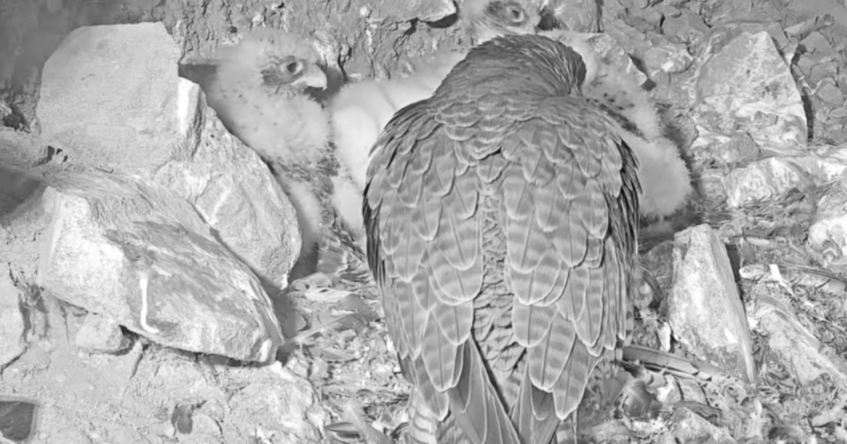 live-camera-shows-peregrine-falcons-nesting-on-alcatraz-island