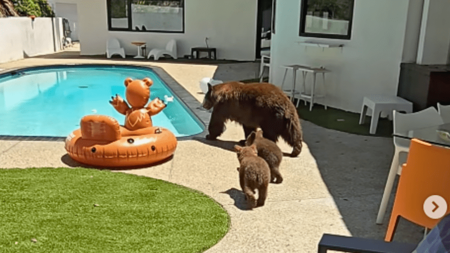 bear-family-makes-backyard-visit-to-southern-california-home:-video