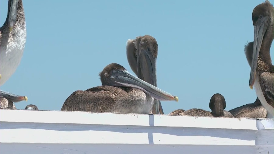 wildlife-officials-puzzled-as-sick,-dying-pelicans-appear-at-southern-california-beaches
