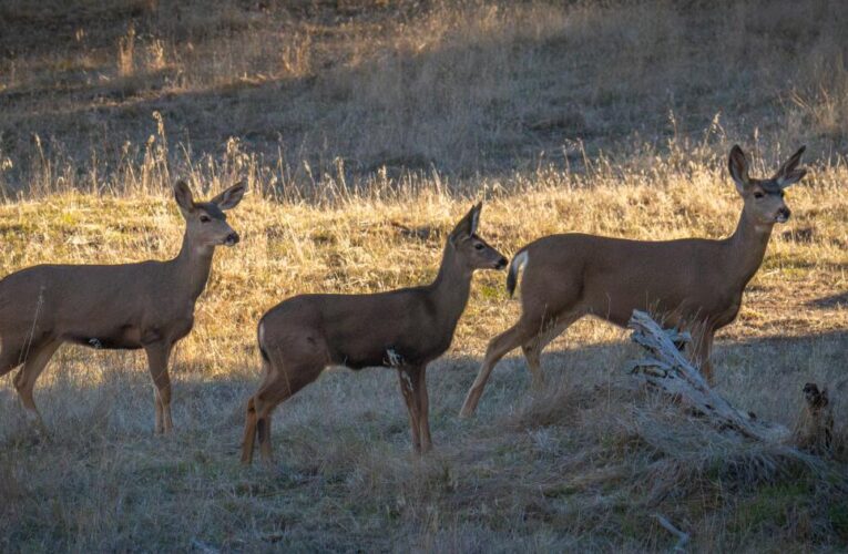 Deadly brain disease found in two California deer