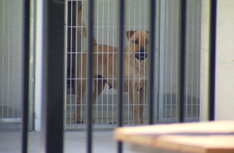 Bay Area veterinarians help address local shelter overcrowding