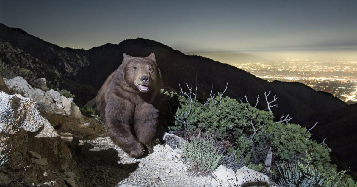 grin-and-bear-it:-photographer-snaps-rare-image-of-black-bear-appearing-to-smile-above-pasadena