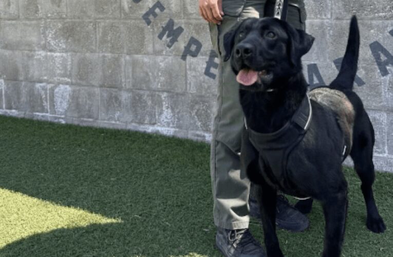 Meet Tide, SLO County’s newest K9 on the crime-fighting side