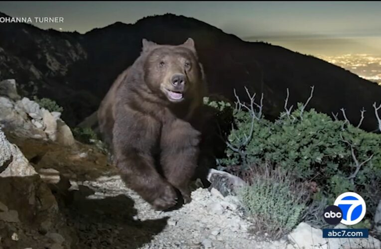 ‘Smiling’ black bear looking over Pasadena, CA goes viral