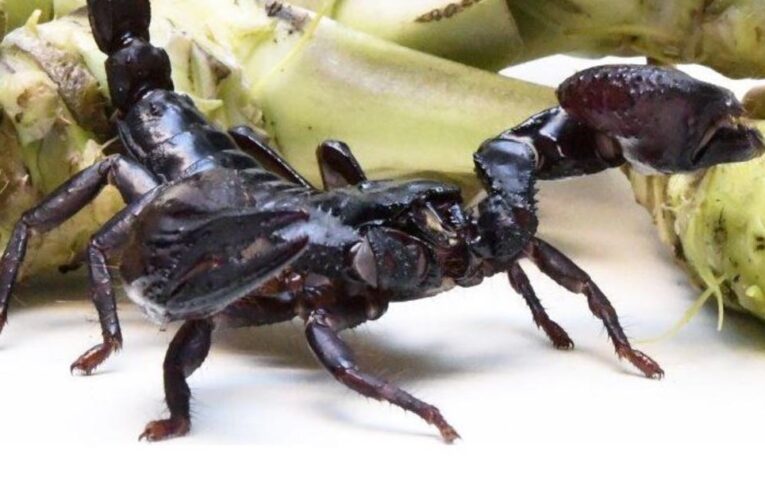 NYC museum curator allegedly tried to smuggle scorpion, spider samples