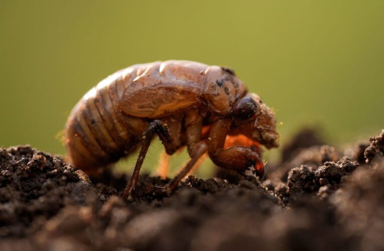 A strange fungus could transform emerging cicadas into ‘saltshakers of death,’ scientists say