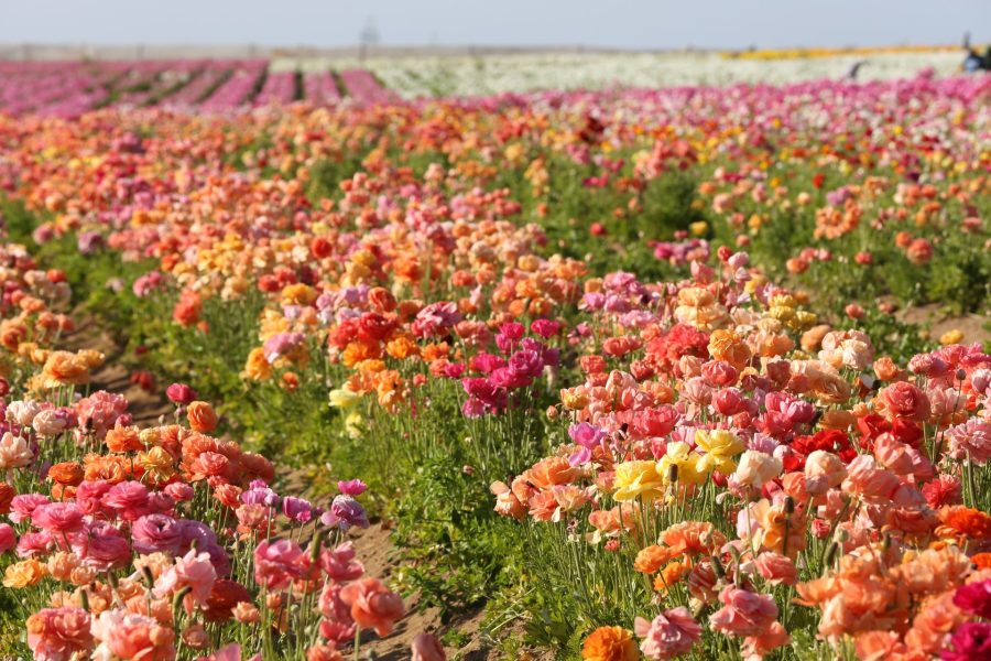 carlsbad-flower-fields-extends-season-—-and-there’s-discounts