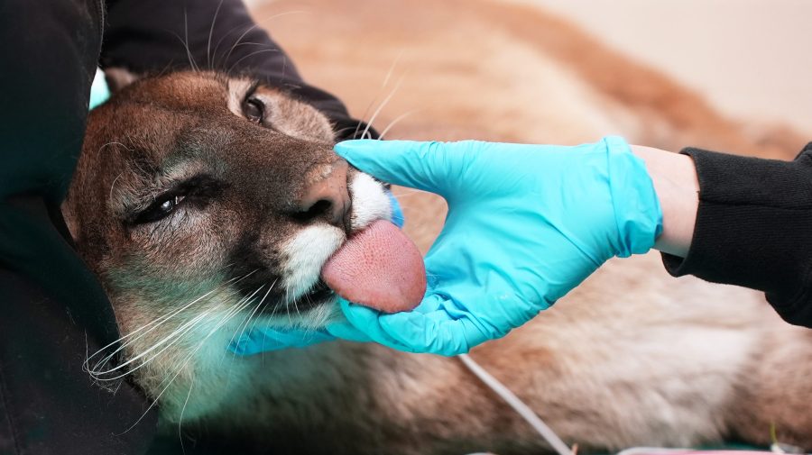 mountain-lion-with-fractured-jaw-returns-to-wild